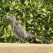 Good Morning, Road Runner