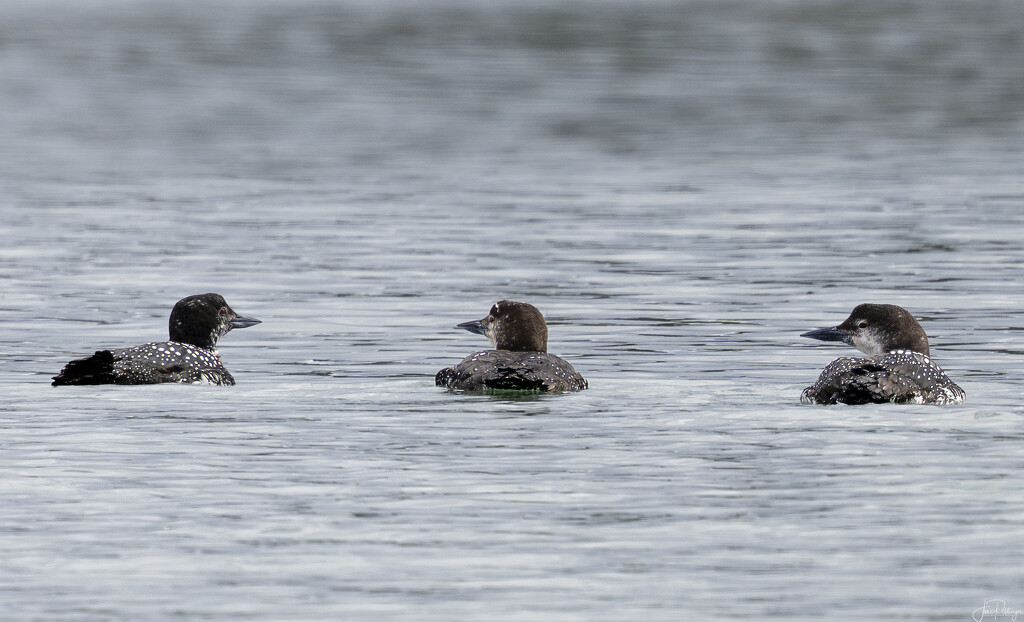 Loons by jgpittenger