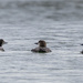 Loons by jgpittenger