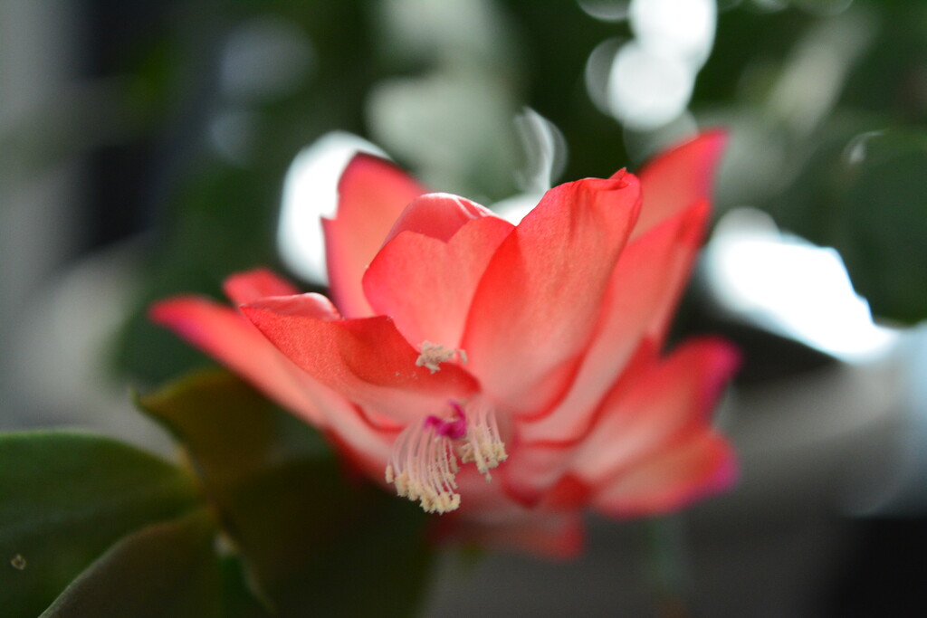 One bloom on my Christmas cactus by kevinmumford