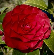 30th Mar 2025 - Red Camellia