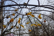 31st Mar 2025 - Hovering Bees