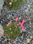 30th Mar 2025 - Pink - Flowers 