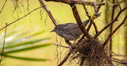 30th Mar 2025 - Grey Catbird After the Rain!