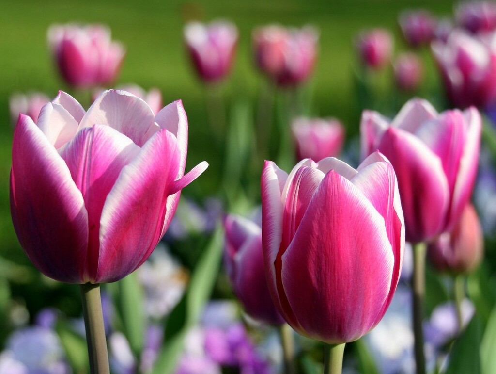Park tulips  by boxplayer