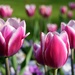 Park tulips 