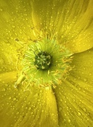 28th Mar 2025 - Iceland poppy