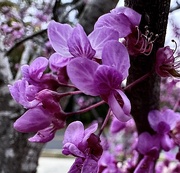 31st Mar 2025 - Eastern redbud