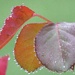 Raindrops On Roses