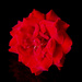 Red, Red, Rose P2075538