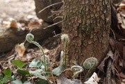 30th Mar 2025 - Fiddleheads on Christmas fern
