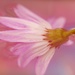 Pretty in pink~~~~~