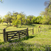 Spring Pasture