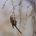 Gathering buds
