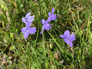31st Mar 2025 - Violets