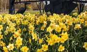 31st Mar 2025 - Rainbow month yellow 5