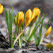Crocus