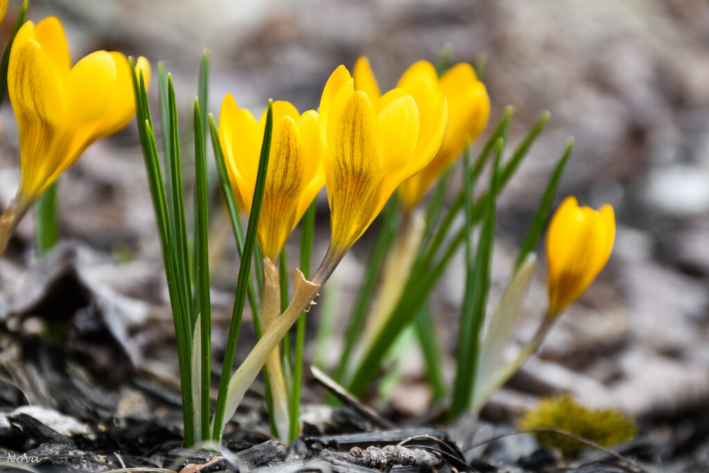 Crocus by novab