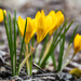Crocus
