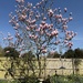 Magnolia