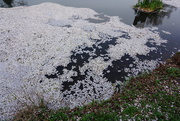 1st Apr 2025 - Petals in the Pond