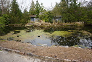 1st Apr 2025 - Algae in the Water
