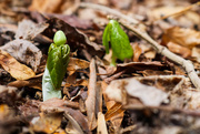 31st Mar 2025 - Mayapples emerging