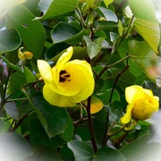 1st Apr 2025 - Coast Cottonwood ~