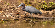 31st Mar 2025 - Little Blue Heron Searching for a Bite!