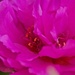 Stamen of Japanese miniature Rose