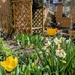 Arbour 