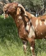 30th Mar 2025 - To Meet a Goat