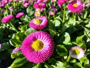1st Apr 2025 - Pomponette