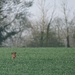 Brown Hare 