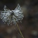 Icy Allium Head by gardencat