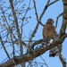 Red Shouldered Hawk by k9photo