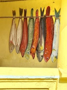 28th Mar 2025 - Fishes. 