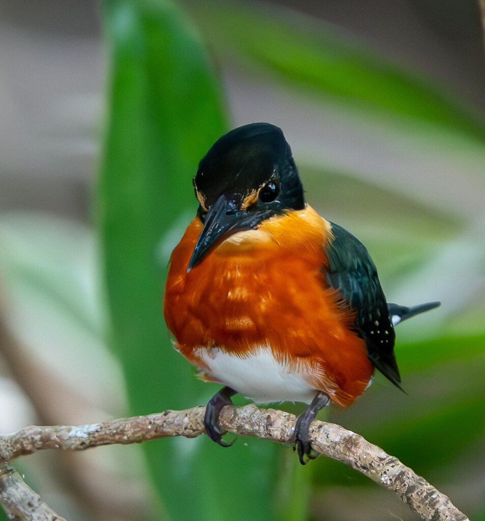 American Pygmy Kingfisher by kathyladley