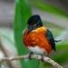 American Pygmy Kingfisher