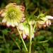 Hellebore Variety by seattlite