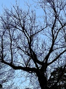 1st Apr 2025 - Tree in Silhouette 