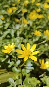 1st Apr 2025 - Celandines