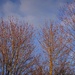Morning Sun 