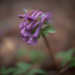Corydalis by haskar