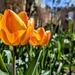 Garden tulips  by boxplayer
