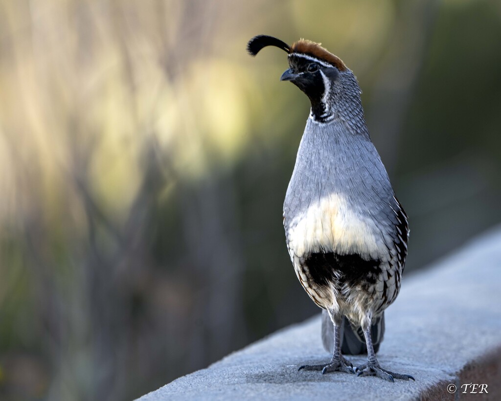 Quail Greetings by taffy