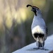 Quail Greetings