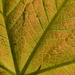 The underside of a leaf by dragey74