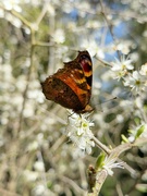 1st Apr 2025 - Peacock butterfly 