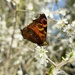 Peacock butterfly  by gaillambert